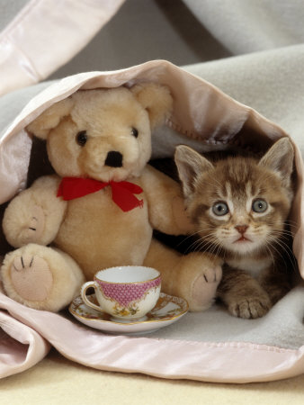 Illustration for article titled 10 Photos Of Animals With Stuffed Animals